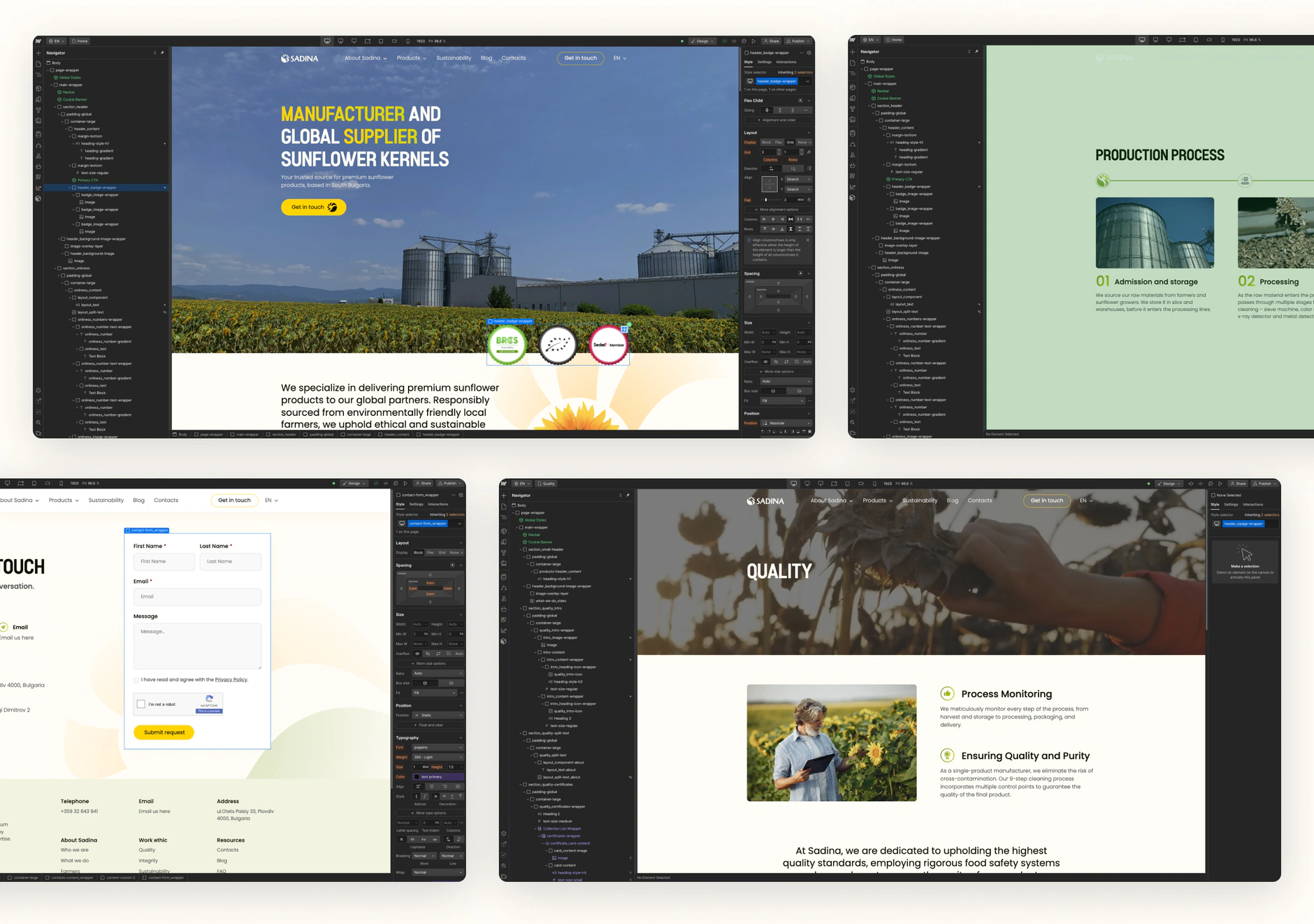 Four Webflow Designer windows building Sadina pages, with the Navigator panel and style settings open